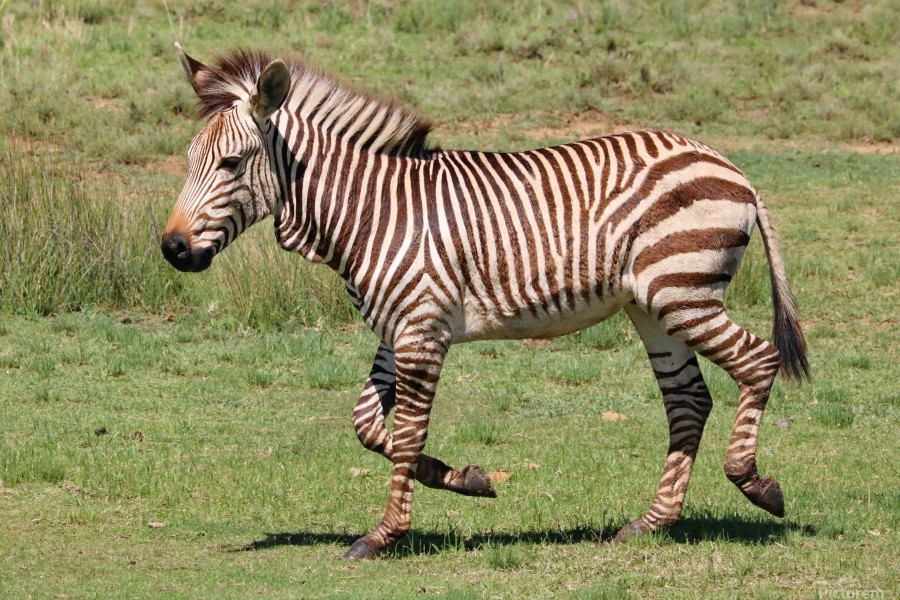 Hansa シマウマ Portraits of Nature art 26009 Hansa シマウマ Portraits of Nature art 26009 Shaman and Disciples